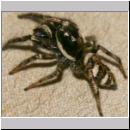Salticus scenicus - Springspinne 05.jpg